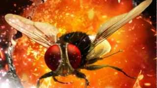 Eega  Laava Laava Video Song [upl. by Nafri]