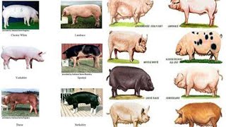 BUSINESS PIG FARMING Ep1 These are Four 4 Best Pig Breeds You Should Keep [upl. by Chard363]