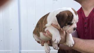 Olde English BULLDOGGES Puppies For Sale at Kennys Kennels [upl. by Flieger994]