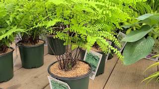 Adiantum pedatum Northern Maidenhair Fern  Fabulous Easy to Grow NATIVE Fern [upl. by Noillimaxam341]