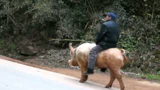 Farmer Rides Pig Along Busy Road in China [upl. by Ecydnarb]