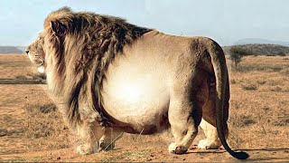 TOP 15 LARGEST Animals in the world [upl. by Nelav]