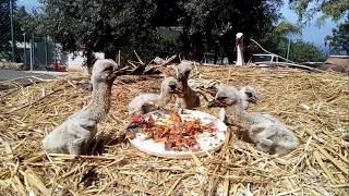 Our new baby European White Stork Ciconia ciconia [upl. by Nnylorac]