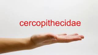 How to Pronounce cercopithecidae  American English [upl. by Ecinnaj]