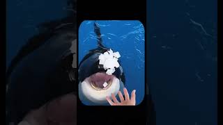 Why Orca Whales Hydrate Before Eating The Surprising Reason [upl. by Violet]