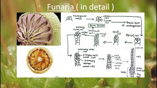 Funaria in detail  in Hindi and English   All important points in one video  Study WithMe [upl. by Lilith]