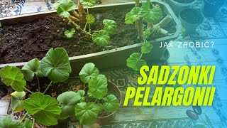 Sadzonki pelargonii jak zrobić w wodzie i w ziemi Rozmnażanie pelargonii po zimie Porady ogrodnicze [upl. by Natka]