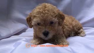 Echo is a sevenweekold male toy poodle puppy [upl. by Anelam]