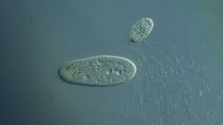 paramecium eating bacteria [upl. by Isac]