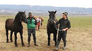 UN OM GOSPODARTANAR FERMIER CRESTE ANIMALE CU PASIUNE LA STANA LUI IVAN CONSTANTIN [upl. by Tonl306]