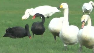 💗 Wintering SWANS  4 Species Together  BLACK  WHOOPER  MUTE amp BESWICK [upl. by Alo]