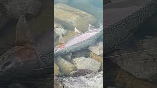 I caught my biggest ever  Twizel Canal Fishing [upl. by Rip]