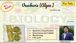 Vaucheria  Morphology and Life cycle  Reproduction  Bsc  Free PDF notes  by Viologia EXtrema [upl. by Klinges]