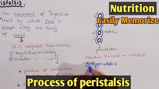 swallowing amp peristalsis The Human Digestive System [upl. by Abott]