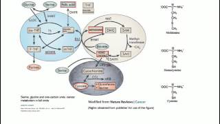 Homocysteine Vitamin B12 Folate  Basic Science [upl. by Burke]