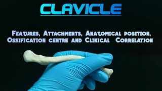 CLAVICLE  OSTEOLOGY🩺  1st Year MBBS⚕  Exam and Viva Oriented🤍  Quick Revision [upl. by Noerb116]