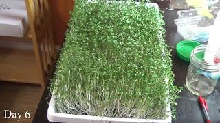 How to Grow Broccoli Microgreens at Home Start to Finish [upl. by Hey]