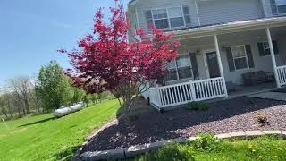 Japanese Maple Full Grown  Spring Time Colors Emperor Japanese Maple [upl. by Esmeralda504]