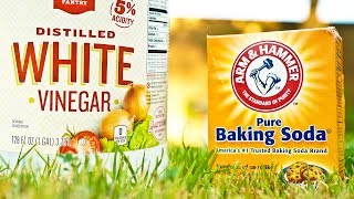 Vinegar vs Baking Soda Weed Killer Comparison [upl. by Etep]