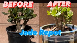 Large Jade plant Crazy Drastic pruning for better structure [upl. by Pickens]