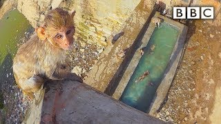 Baby monkey learns to swim and tries a high dive  Spy in the Wild  BBC [upl. by Eahc]