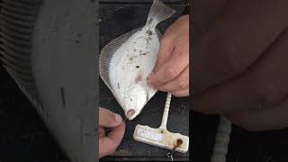 How to unhook a flounder fishing catchandrelease fishingtutorial [upl. by Imoin]