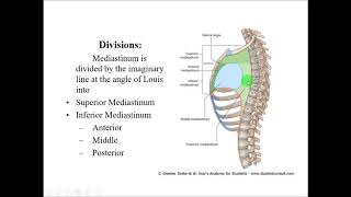 Anatomy of MEDIASTINUM  Dr Yusuf [upl. by Clayborne]