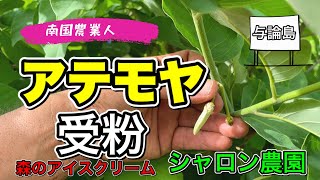 【アテモヤ】有機栽培アテモヤの受粉。アテモヤ アテモヤ受粉 シャロン農園 与論島 ヨロン島 南国農業人 無農薬栽培 [upl. by Scrivenor]