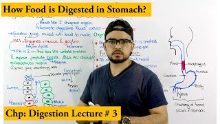 Digestion in the stomach [upl. by Riki]