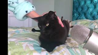 ASMR  CAT PURRING [upl. by Lenaj]