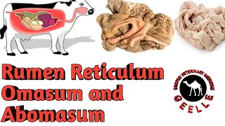 Rumen Reticulum Omasum and AbomasumVeterinary [upl. by Nightingale]