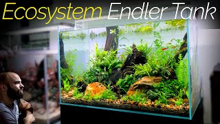 Ecosystem Endler Guppy Aquarium Aquascape Tutorial [upl. by Ambrosi]