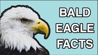 Bald Eagle Facts The Life of the Bald Eagle [upl. by Lebisor457]