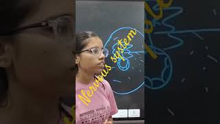 Nervous system lifescience shakshididi learning science shortvideo education viralvideo [upl. by Morven]