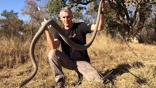 African VENOMOUS Snakes  CrittaCam [upl. by Ahsienek]