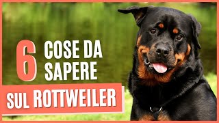 ROTTWEILER curiosità  6 Cose da sapere prima di prendere un ROTTWEILER  Pro e contro [upl. by Grochow234]