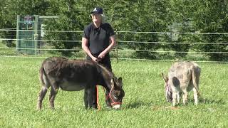 Donkey Training How To Halter The Naughty Donkey [upl. by Aenert]