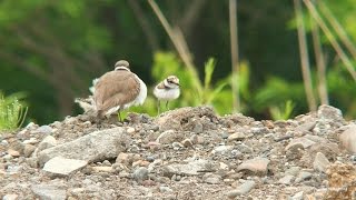 コチドリの親子 Little ringed plover Parent and child [upl. by Leddy]