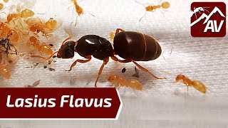 LASIUS FLAVUS YELLOW MEADOW ANTS Ant Colony Update [upl. by Eiramanin]