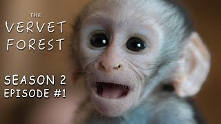 Two Orphan Baby Monkeys Arrive At Our Animal Sanctuary  Vervet Forest  Season 2  Episode 1 [upl. by Nizam64]