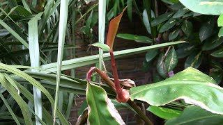 Hedychium greenii amp its unique way of propagation [upl. by Llehcram549]