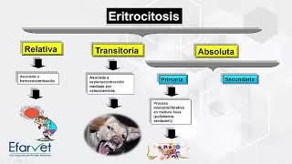 Eritrocitosis clasificación y causas [upl. by Jehoash691]