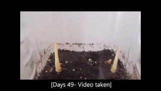 How to grow Curcuma Longa plants from their rhizomes 1 Days 062 [upl. by Payne]