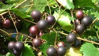 The Mighty Muscadine Grape [upl. by Kliment]