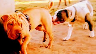 Shar Pei Sends Aggressive Warning To American Bully To Back Off [upl. by Sonny107]