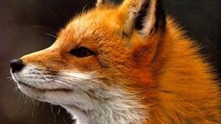 Ylvis  The Fox what does the fox say Lyrics [upl. by Starling]