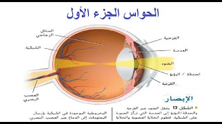 الحواس الجزء الأول [upl. by Eldreeda]