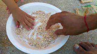 Bugs in Quaker Oatmeal [upl. by Oicor]