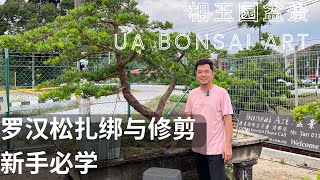 羅漢松教你如何扎绑与修剪 Teach you how to tie and trim Podocarpus [upl. by Dora158]