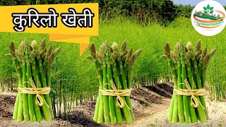 कुरिलो खेती गर्ने तरिका  Asparagus cultivation  Kurilo kheti  Agri Nepal [upl. by Noislla]